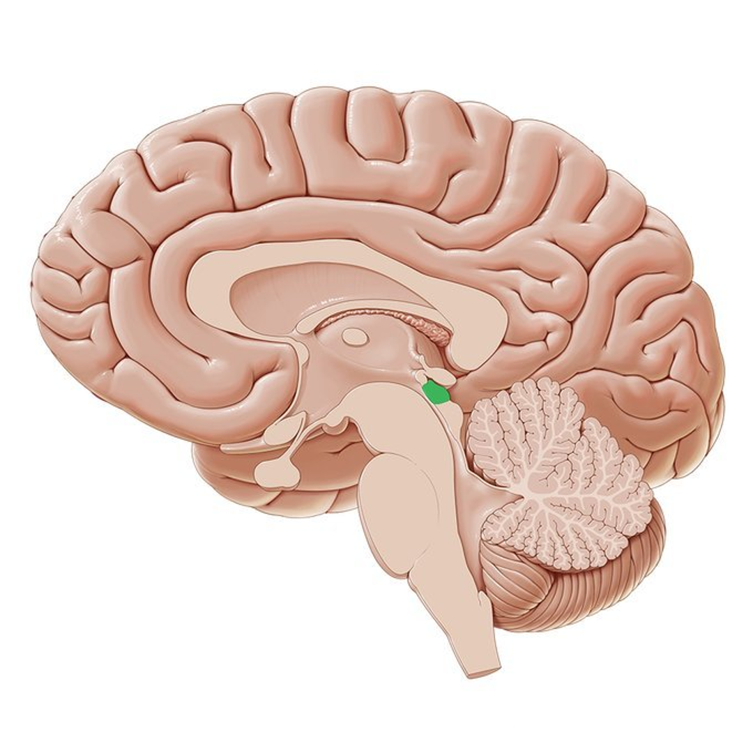 [The Superior Colliculus is highlighted in green. Although this image is of a human brain, the superior colliculus is present in all vertebrates, including mice.]